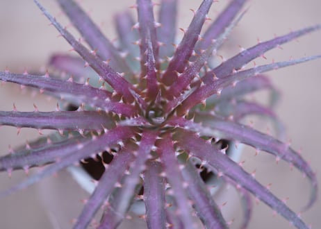 ディッキア・ダウソニー　Dyckia dawsonii