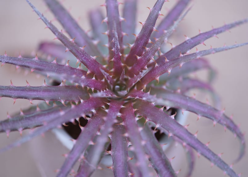 ディッキア ダウソニー Dyckia dawsonii from Berna ⑴ ディッキア ダウソニー Dyckia dawsonii from Berna ⑸
