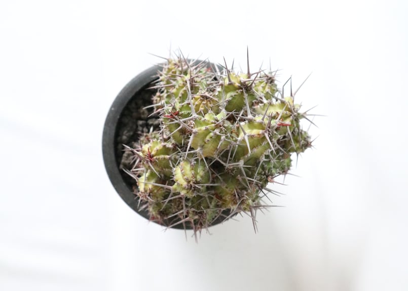 ユーフォルビア ゴイサナ | mana's farm:塊根植物・アガベ・ドライ