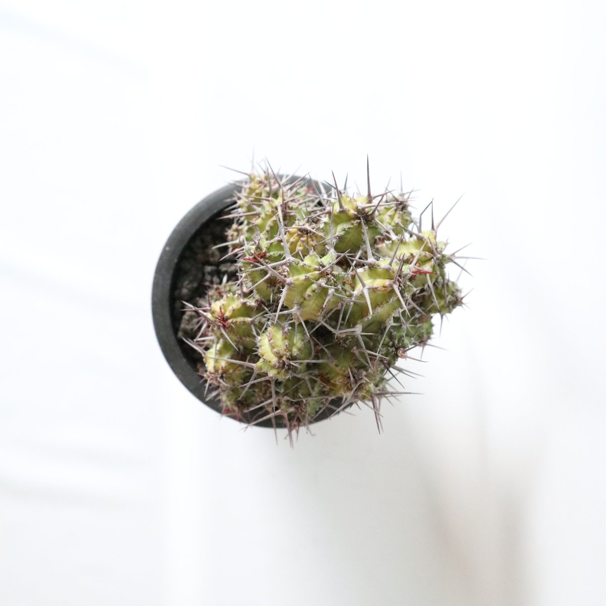 ユーフォルビア ゴイサナ | mana's farm:塊根植物・アガベ・ドライ