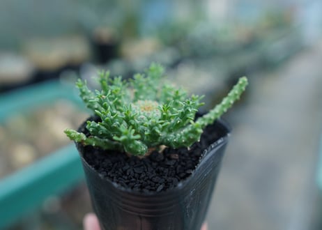 ユーフォルビア　ゴルゴニス　Euphorbia gorgonis  No.1