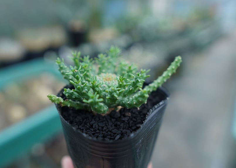 ユーフォルビア ゴルゴニス Euphorbia gorgonis No.1 | mana's