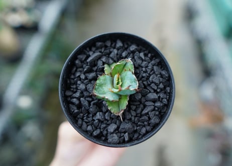 アガベ　チタノタ　 ブラックアンドブルー 　Agave titanota black and blue　No.2