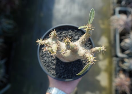 パキポディウム マカイエンセ　Pachypodium makayense　No.7