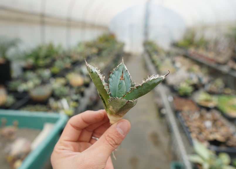 アガベ 　ライオンズメーン　特選青白　限定親株出品 アガベ チタノタ ライオンズメーン メイン Agave titanota