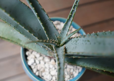 アロエ スプラフォリアータ Aloe suprafoliata