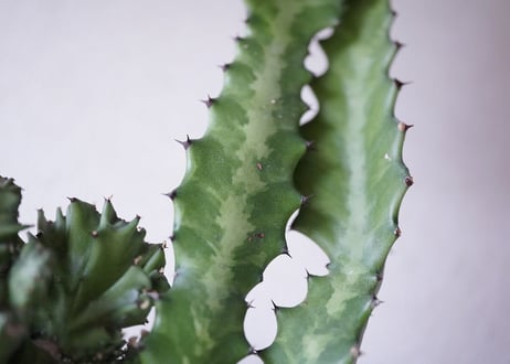 Euphorbia lactea cv.cristata