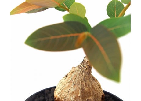 Phyllanthus mirabilis フィランサス　ミラビリス