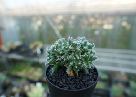 トリコディアデマ　デンサム　Trichodiadema densum  No.1