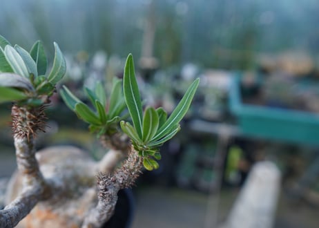 パキポディウム　グラキリス　 Pachypodium Gracilius  No.1