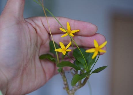 Othonnna triplinervia