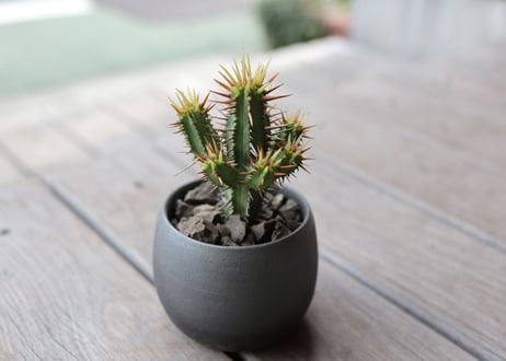 ユーフォルビア黄刺紅彩閣　euphorbia enopla  Yellow spina