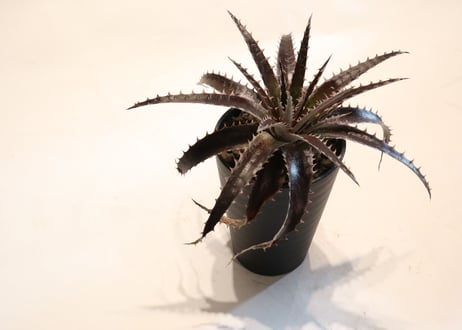 Dyckia Maroon star X HH