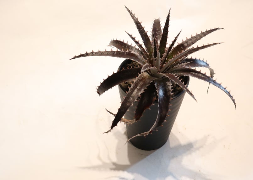 Dyckia Maroon star X HH | mana's farm:塊根植物・アガベ・