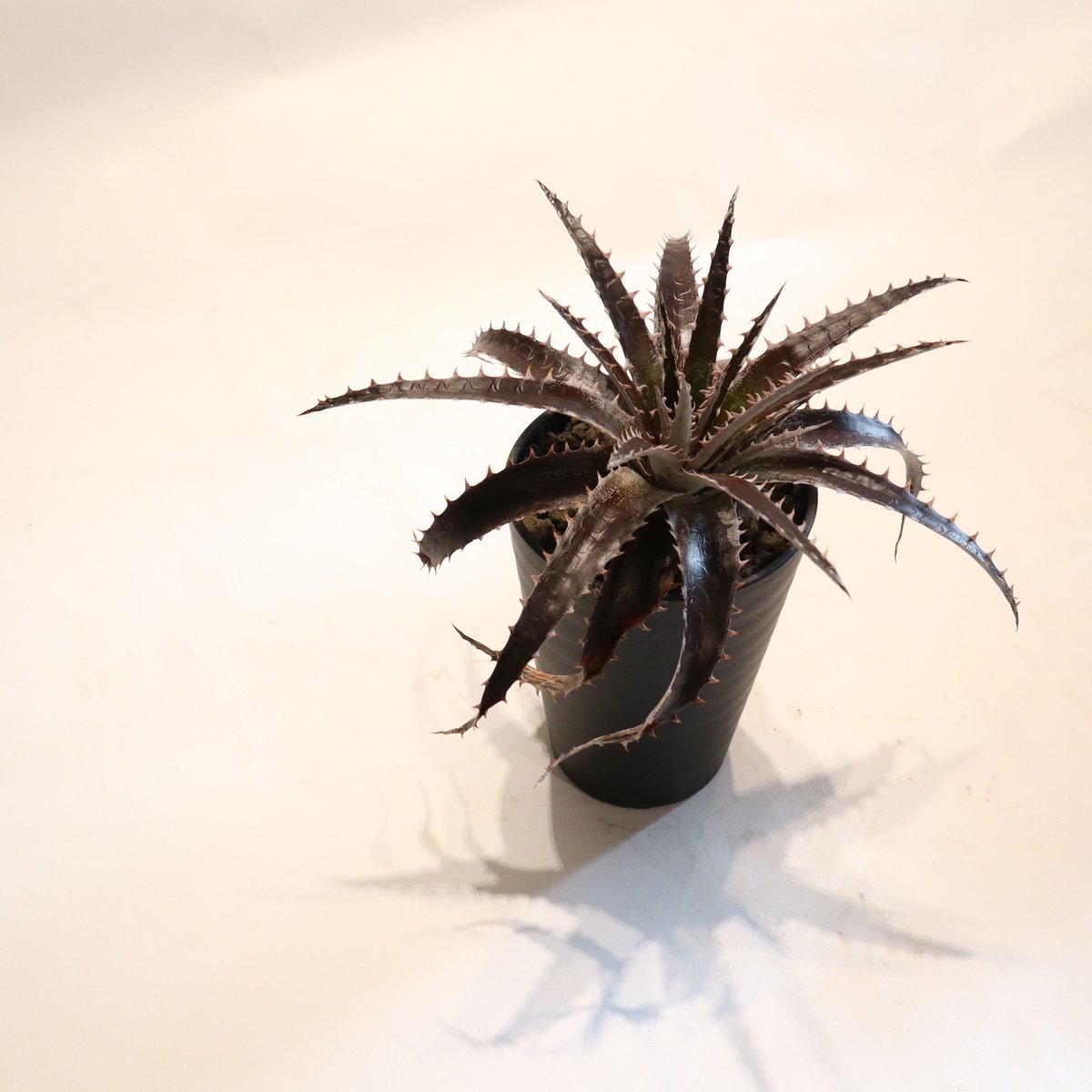猿 Dyckia おまとめ5株 Yahoo!オークション - ディッキア Dyckia '7 Of Diamonds' Bryan Cha