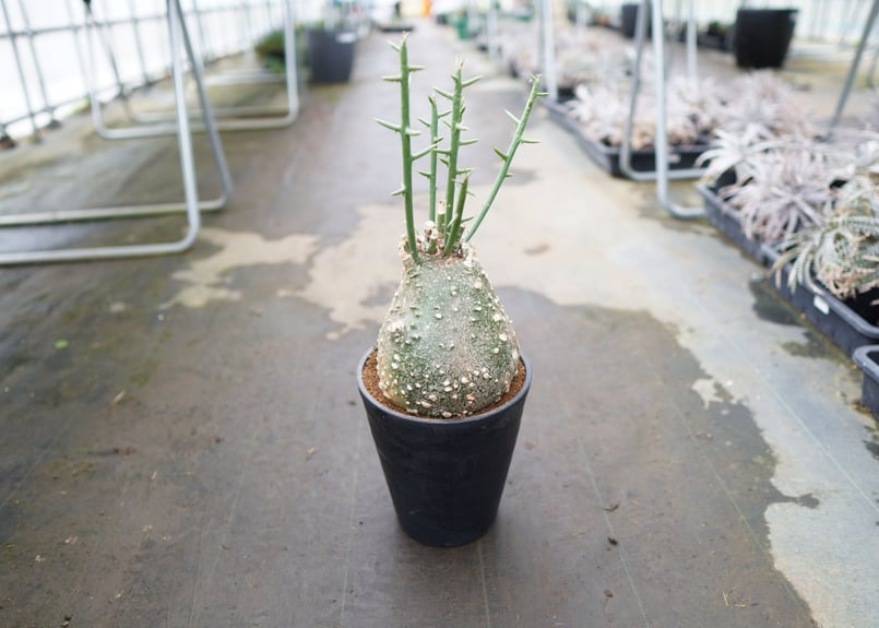 【現品】塊根植物：アデニア・グロボーサ 　10号　Ｐ３番最大約13cm