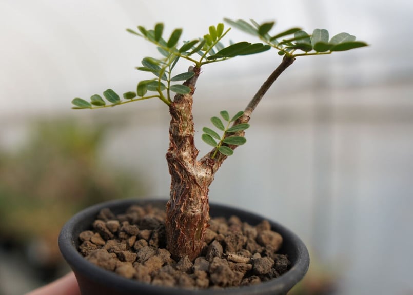 センナ メリディオナリス | mana's farm:塊根植物・アガベ