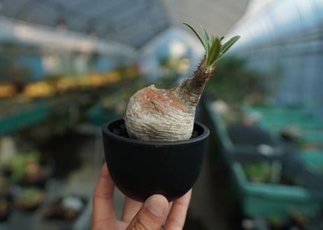パキポディウム　グラキリス　 Pachypodium Gracilius  No.10