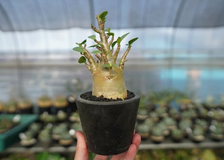 アデニウム　Adenium　No.13