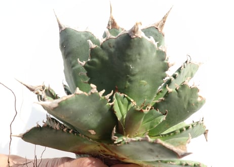 Agave titanota FO-76 compacta dwarf  no.1
