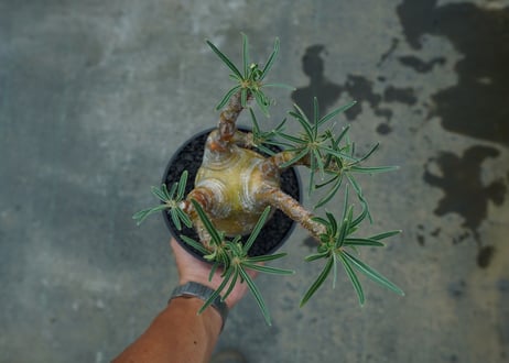 パキポディウム　グラキリス　 Pachypodium Gracilius  No.1