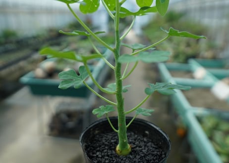 アデニア　グラウカ　Adenia glauca  No.9