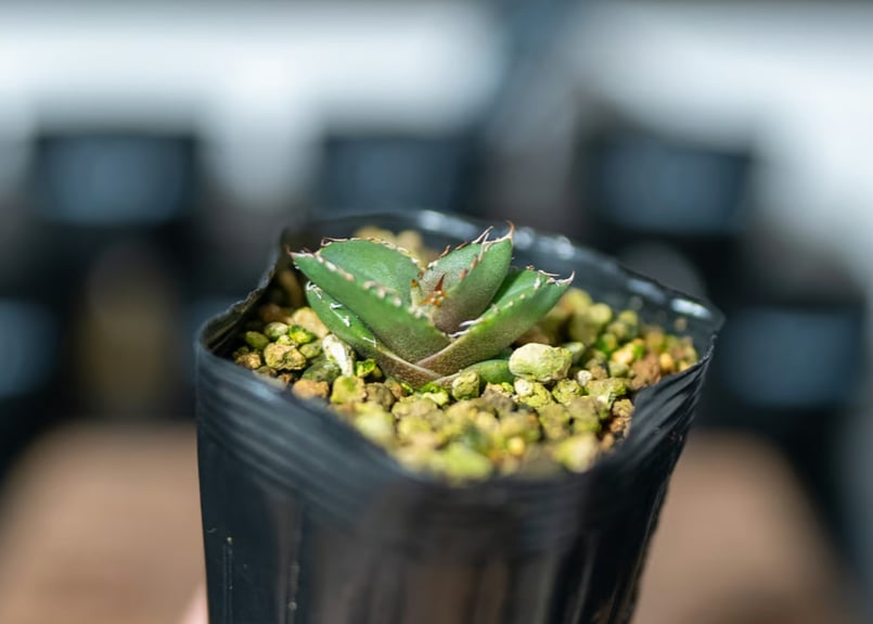 アガベ オテロイ 沖縄実生 | mana's farm:塊根植物・アガベ・ドライ