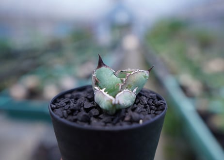 アガベ　チタノタ　 ブラックアンドブルー 　Agave titanota black and blue　No.4