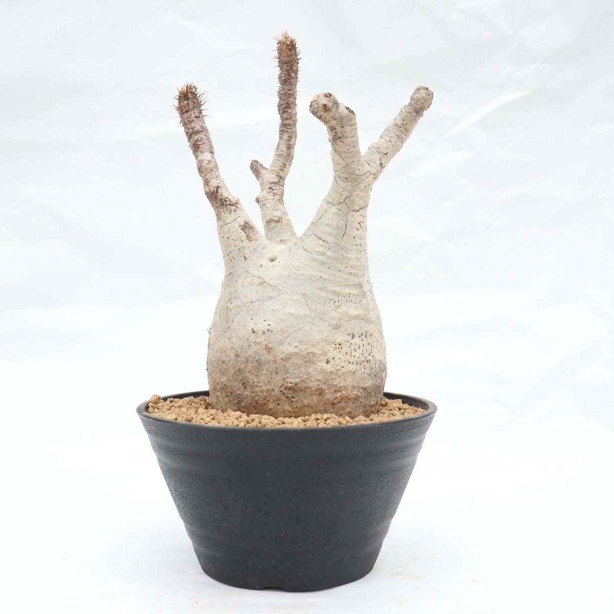 パキポディウム グラキリス 未発根 | mana's green:塊根植物販売 パキポディウム グラキリス 未発根 | mana's green:塊根植物販売