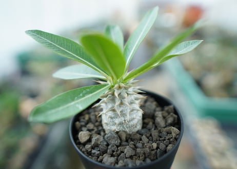 パキポディウム　デンシフローラム Pachypodium densiflorum