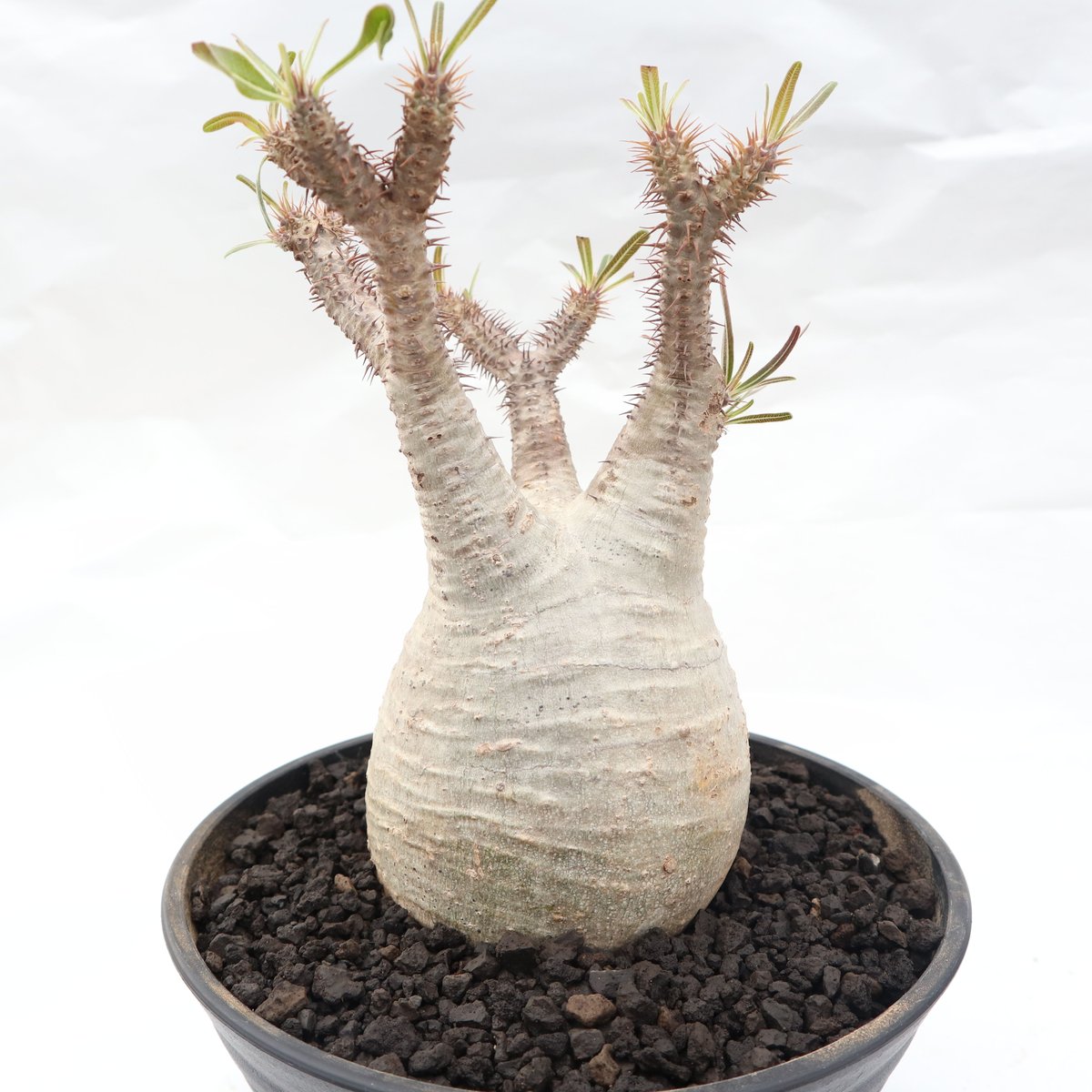 パキポディウム グラキリス no.88 | mana's farm:塊根植物・アガベ