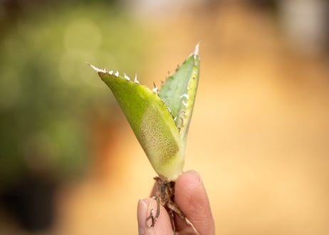 アガベ　黄覆輪　カキコ株