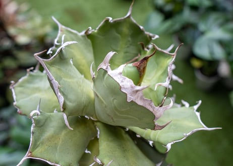 Agave titanota Xuefeng 雪峰　レア品種