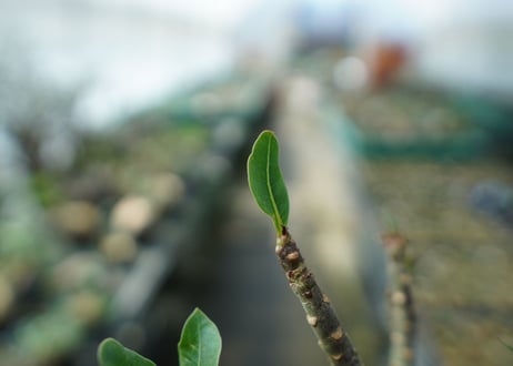 アデニウム　Adenium　No.6