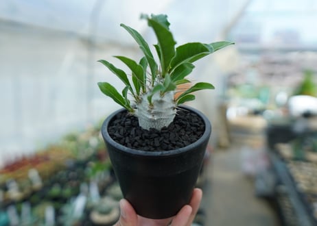 パキポディウム　サンデルシー　Pachypodeium saundersii  No.1