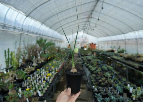 ボーカルネア　グラキリス　Beaucarnea gracilis　No. 1