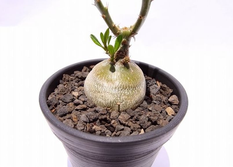 パキポディウム　サキュレンタム　二股の塊根 パキポディウム サキュレンタム 二股の塊根 観葉植物