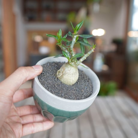 pachypodiumsucculent | STORES