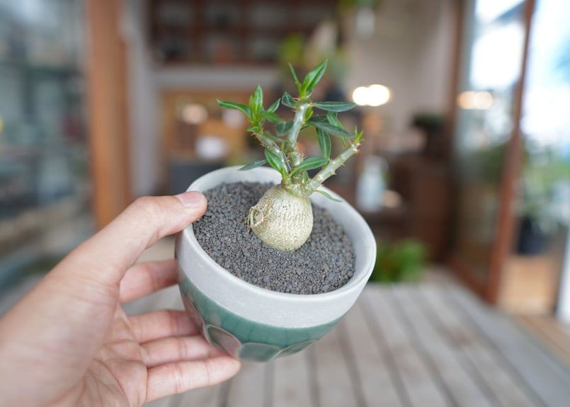 パキポディウム サキュレンタム　Pachypodium succulentum