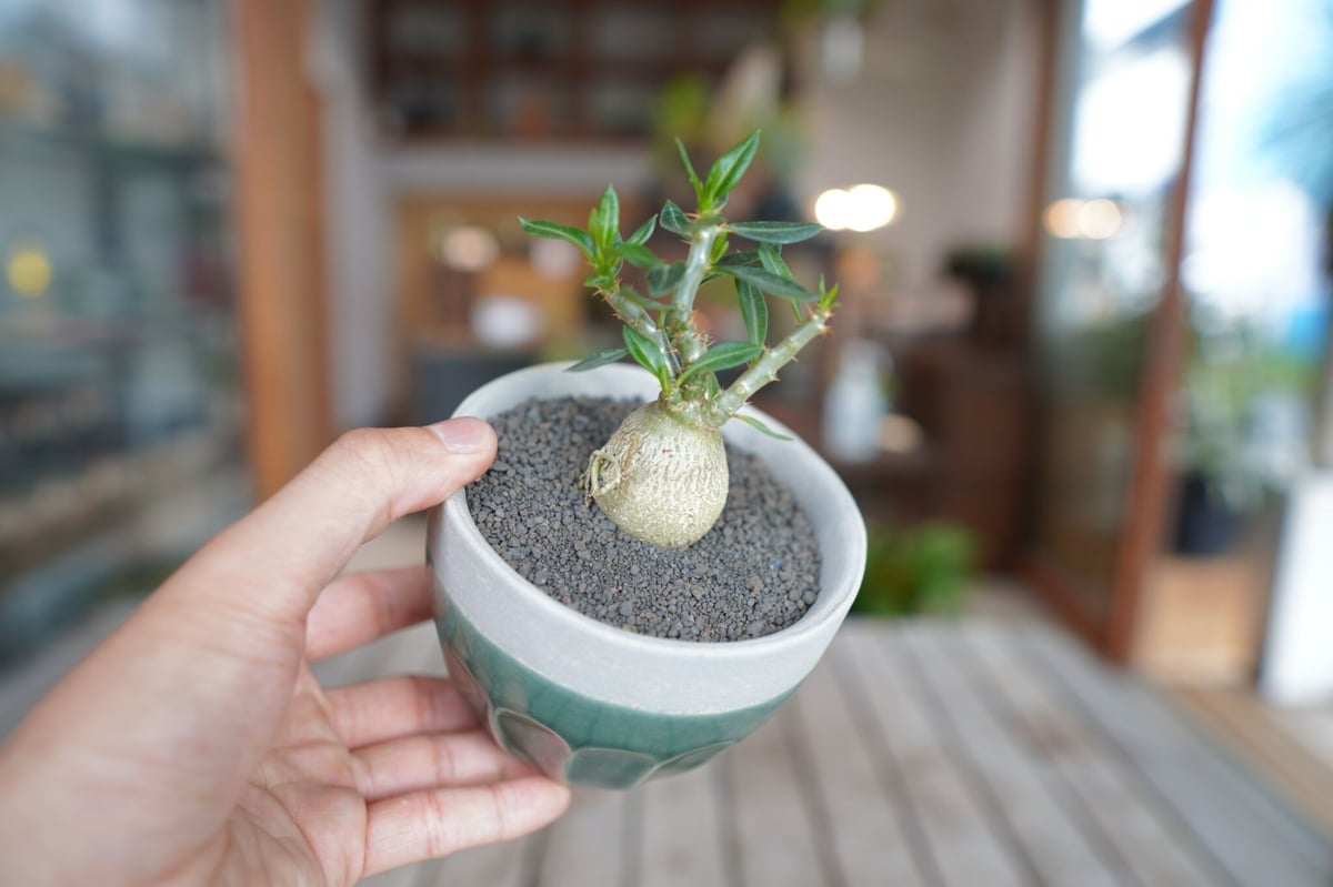 パキポディウム サキュレンタム Pachypodium succulentum | mana'