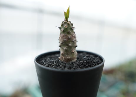 ユーフォルビア　パキポディオイデス  Euphorbia pachypodioides