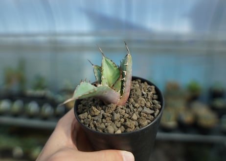 agave titanota 獅子光　lion light