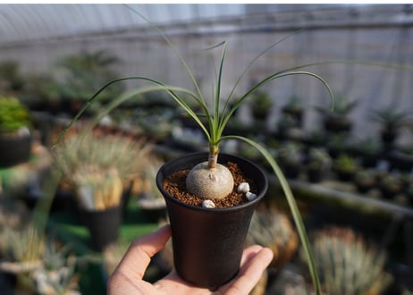 ボーカルネア　グラキリス　Beaucarnea gracilis