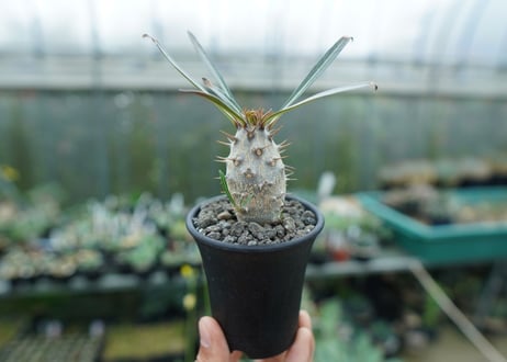 パキポディウム　カクチぺス　Pachypodium cactipes