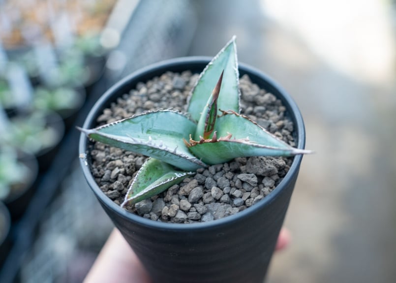 アガベ オテロイ agave oteroi No.3 | mana's farm:塊根植物・ア