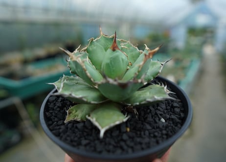 アガベ　チタノタ　烈焔 Agave titanota "烈焔"　No.3