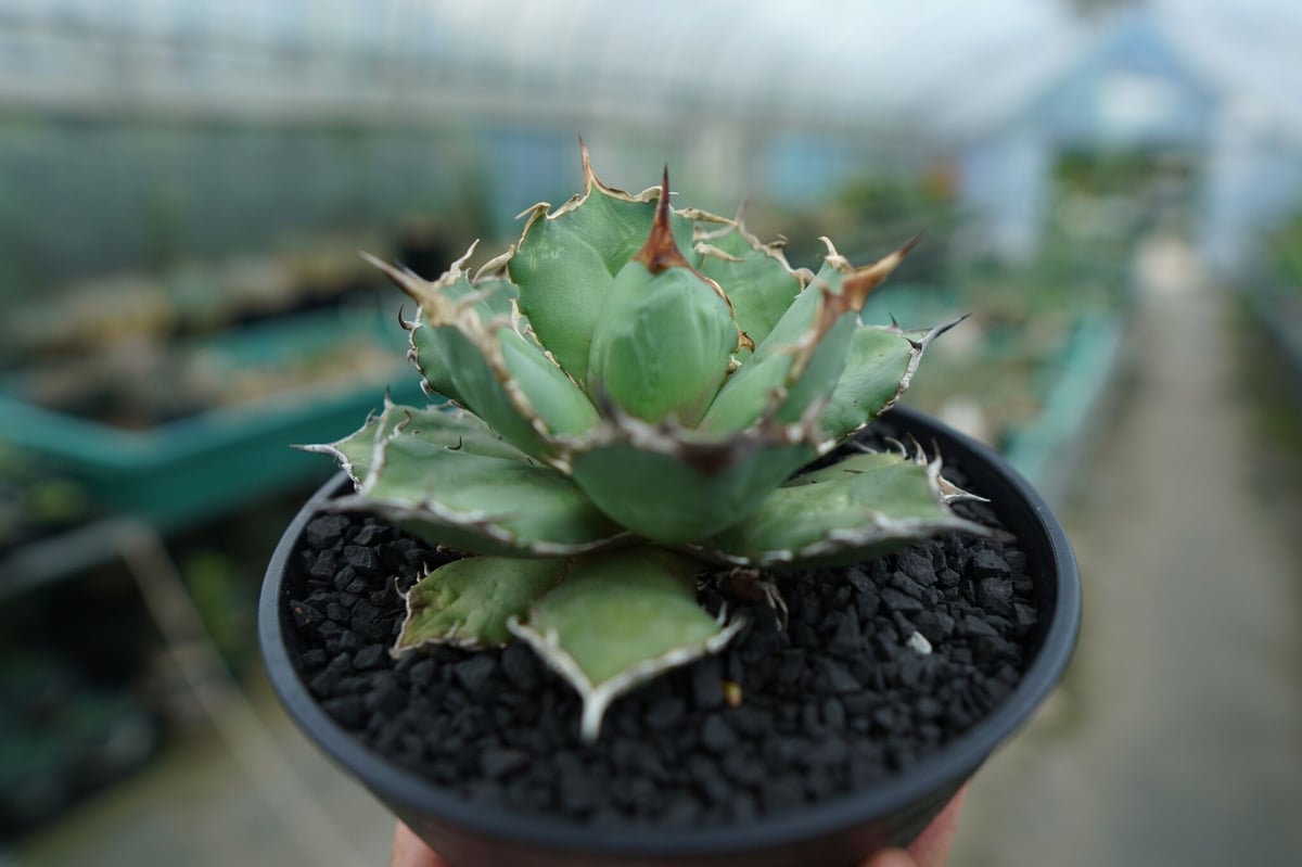 アガベ チタノタ 烈焔 Agave titanota 