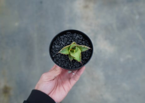 【抜き苗】アガベ　チタノタ　白鯨　Agave titanota White whale