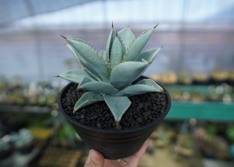 アガベ ドラゴントゥース Agave Dagontoes No.3 | mana's farm