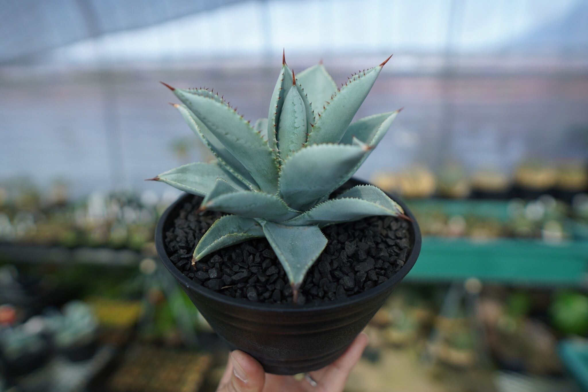 EMP アガベ ドラゴントゥース錦 中株 外管理 アガベ ドラゴントゥース Agave Dagontoes No.3 | mana's farm